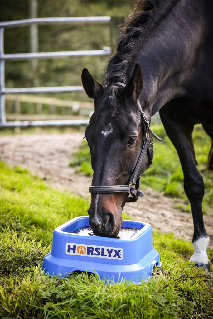 Detonator II Licking a 15 kg Horslyx Balancer from a 15 kg Horslyx Holder